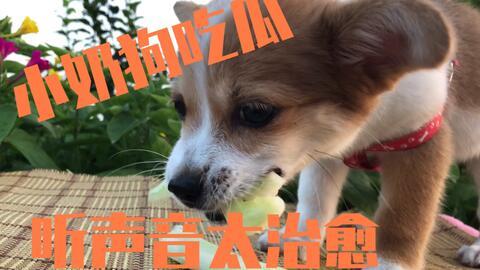 狗狗吃瓜的小说