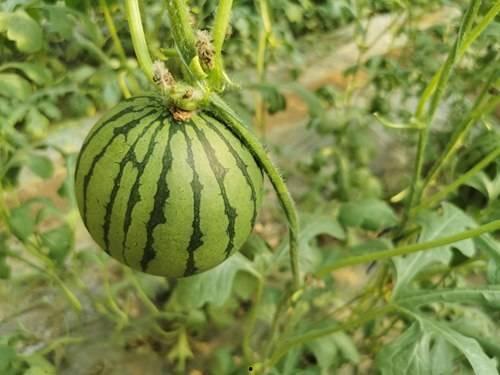 吃瓜的准备,一场全民参与的娱乐盛宴