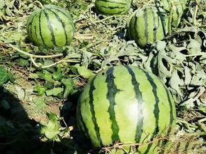 贵州林业学校吃瓜,吃瓜事件背后的校园生活百态