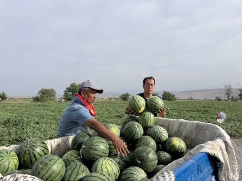吃瓜楠木,探寻美食与文化的交融之旅