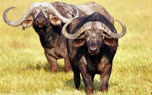 吃瓜牛牛视频大全,趣味横生的搞笑瞬间大盘点