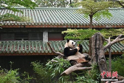 日本熊猫外卖吃瓜,吃瓜群众的独特“熊猫美食”体验