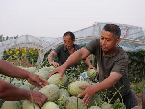 去婚恋市场吃瓜