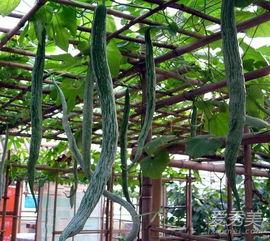 广西蛇瓜怎么吃,解锁美味新体验