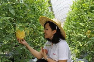 青州黄楼吃瓜,夏日吃瓜，品味古韵新风尚