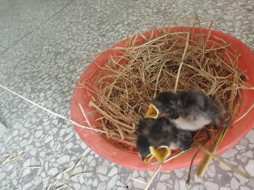 燕子517吃瓜,揭秘娱乐圈吃瓜背后的真相与内幕