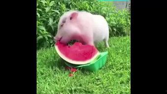 猪吃瓜种子,瓜种在猪嘴中的奇妙之旅