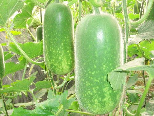 李氏吃瓜法,揭秘娱乐圈幕后真相的独门秘籍